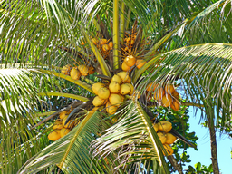 Kokosnuss zum Frischverzehr