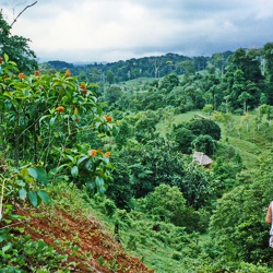 Finca im Regenwald