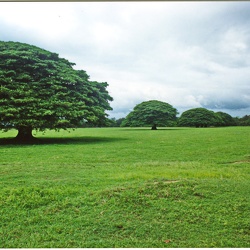 Guanacaste