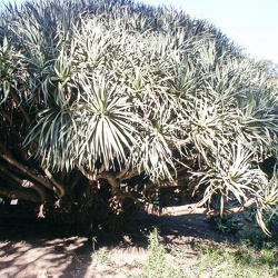 Parco Botanico