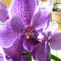 Vanda