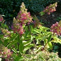 Hydrangea paniculata Pinky Winky - Rispenhortensie