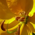 Cassia corymbosa 