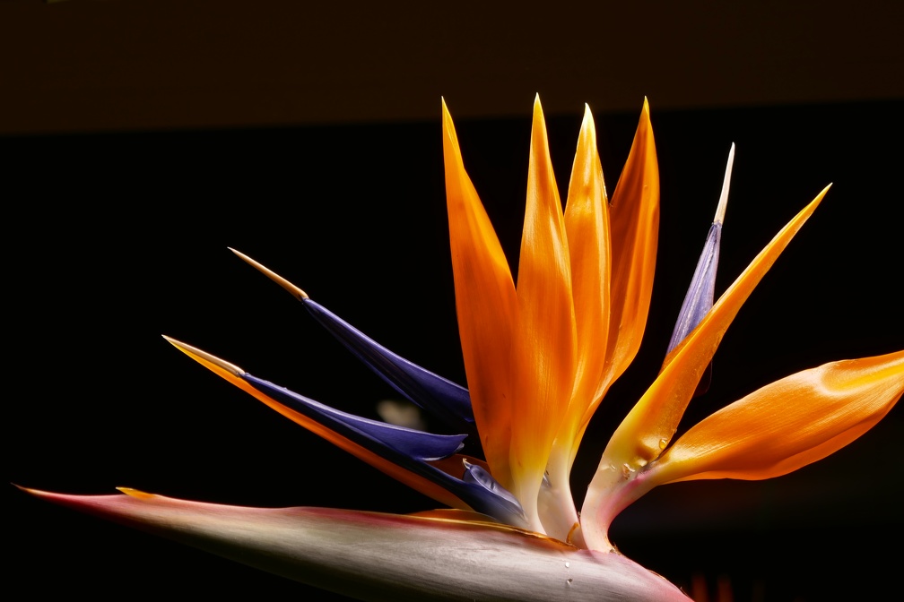 P1040087