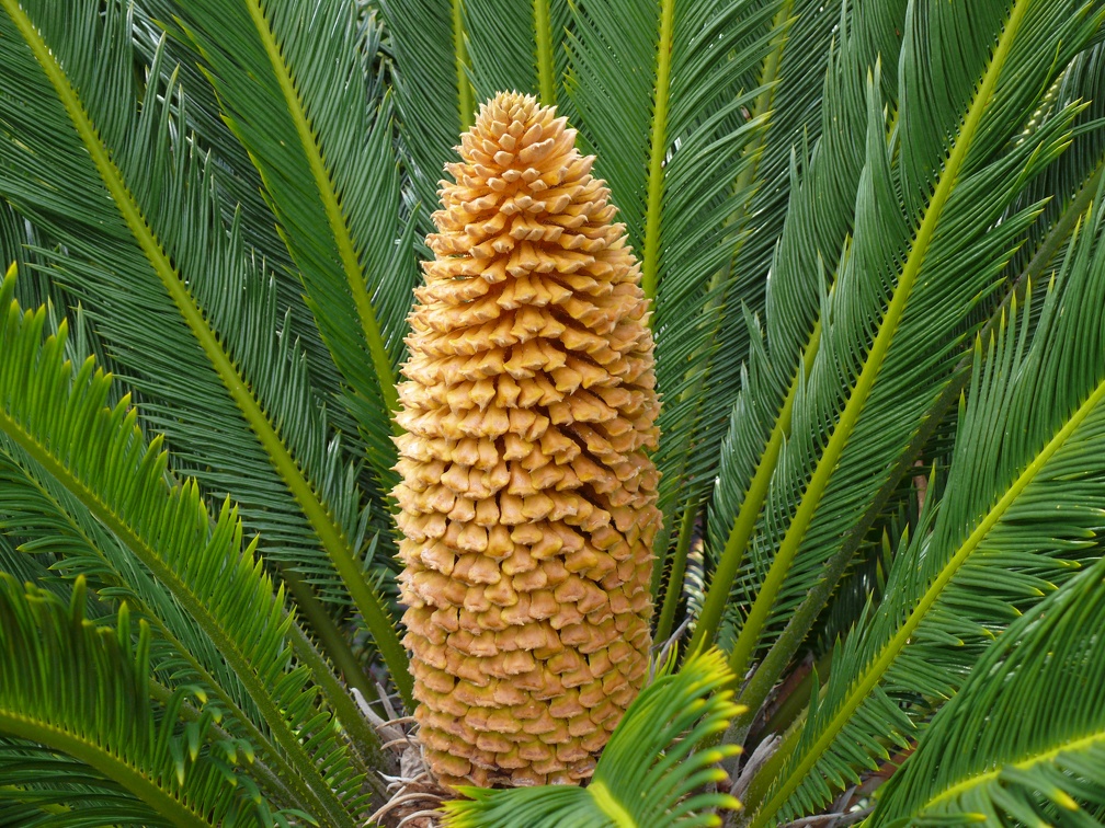 P1040087