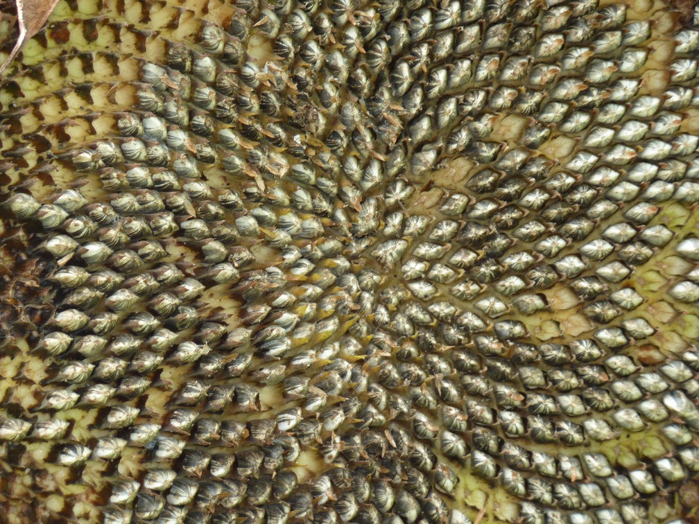 P1040087