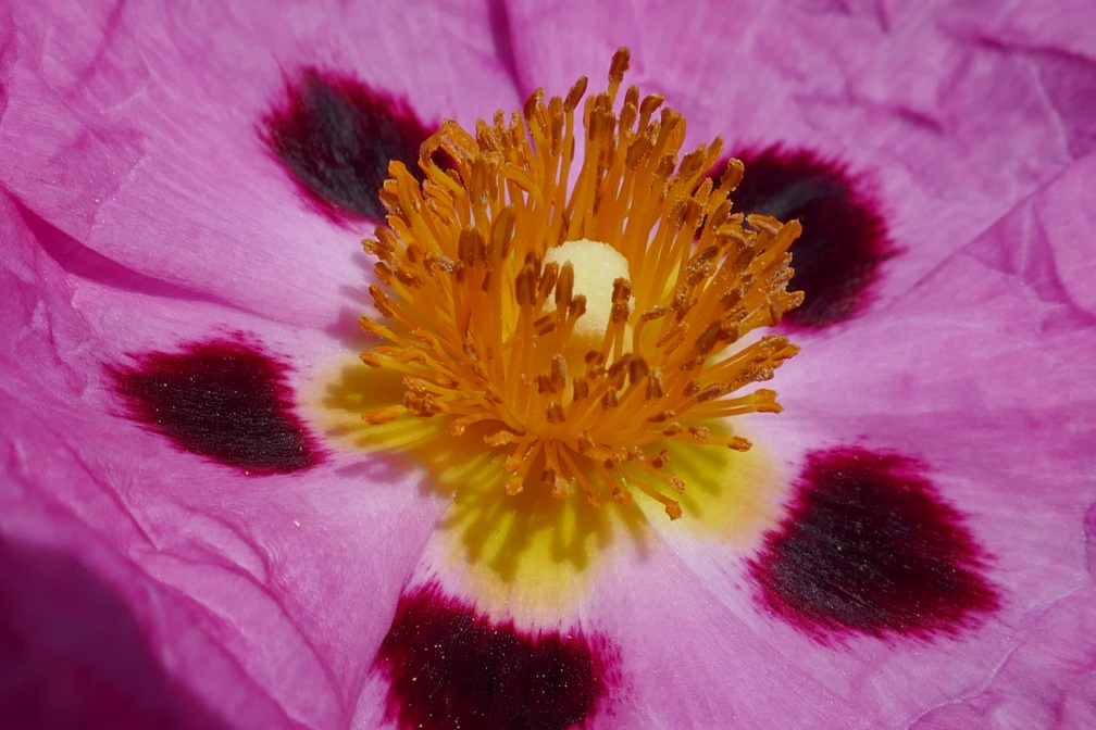 P1040087