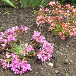 Biotope in Haus und Garten, und was da alles gedeiht